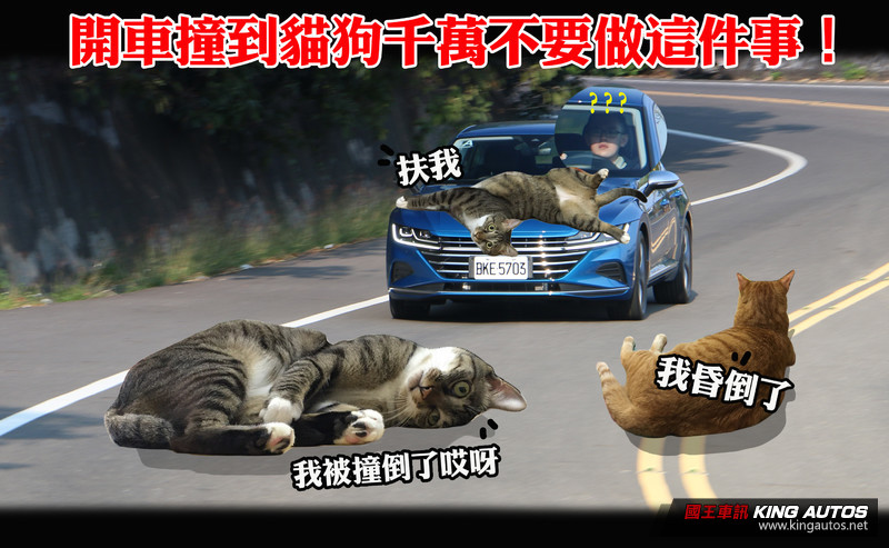 下車察看、移至路邊再離開也不可以!開車撞到貓狗 車主自救三步驟 下車察看、移至路邊再離開也不可以!開車撞到貓狗 車主自救三步驟
